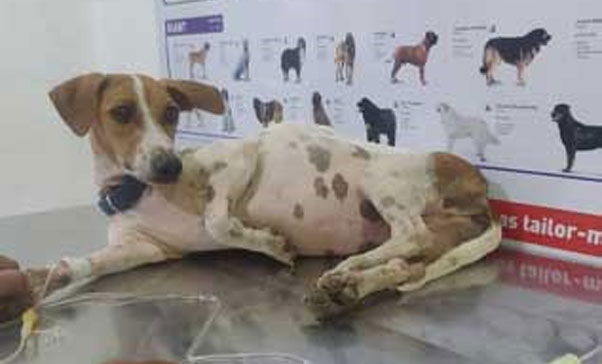 DOG GENERAL HEALTH CHECKUP 