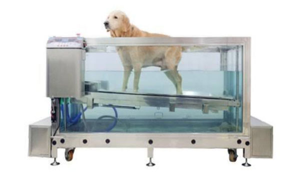 DOG GENERAL HEALTH CHECKUP 