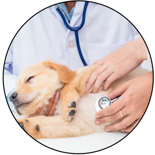 GENERAL HEALTH CHECKUP