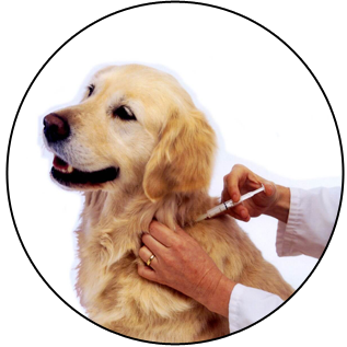 VACCINATION & DEWORMING