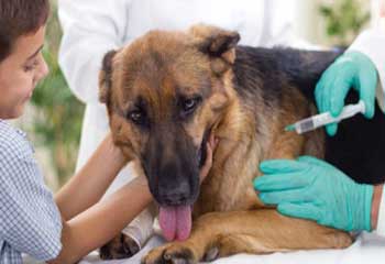 Dog Vaccination