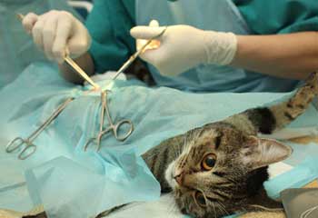 Spaying Cat, Neutering Cat