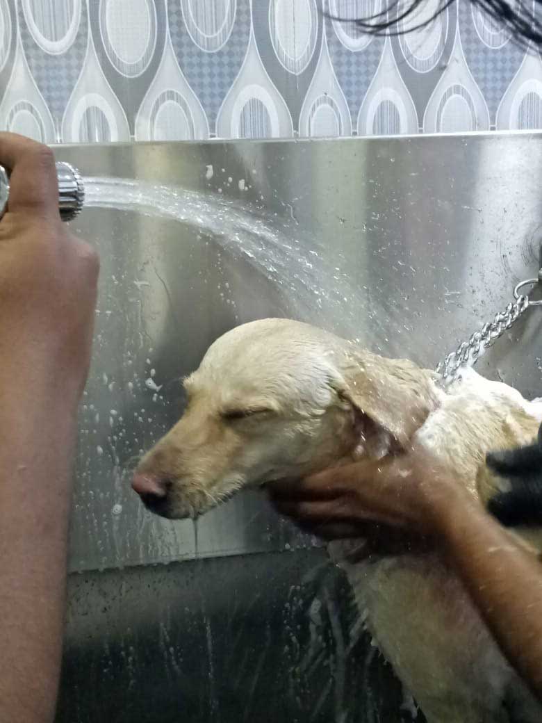 Pet Bathing & Spa