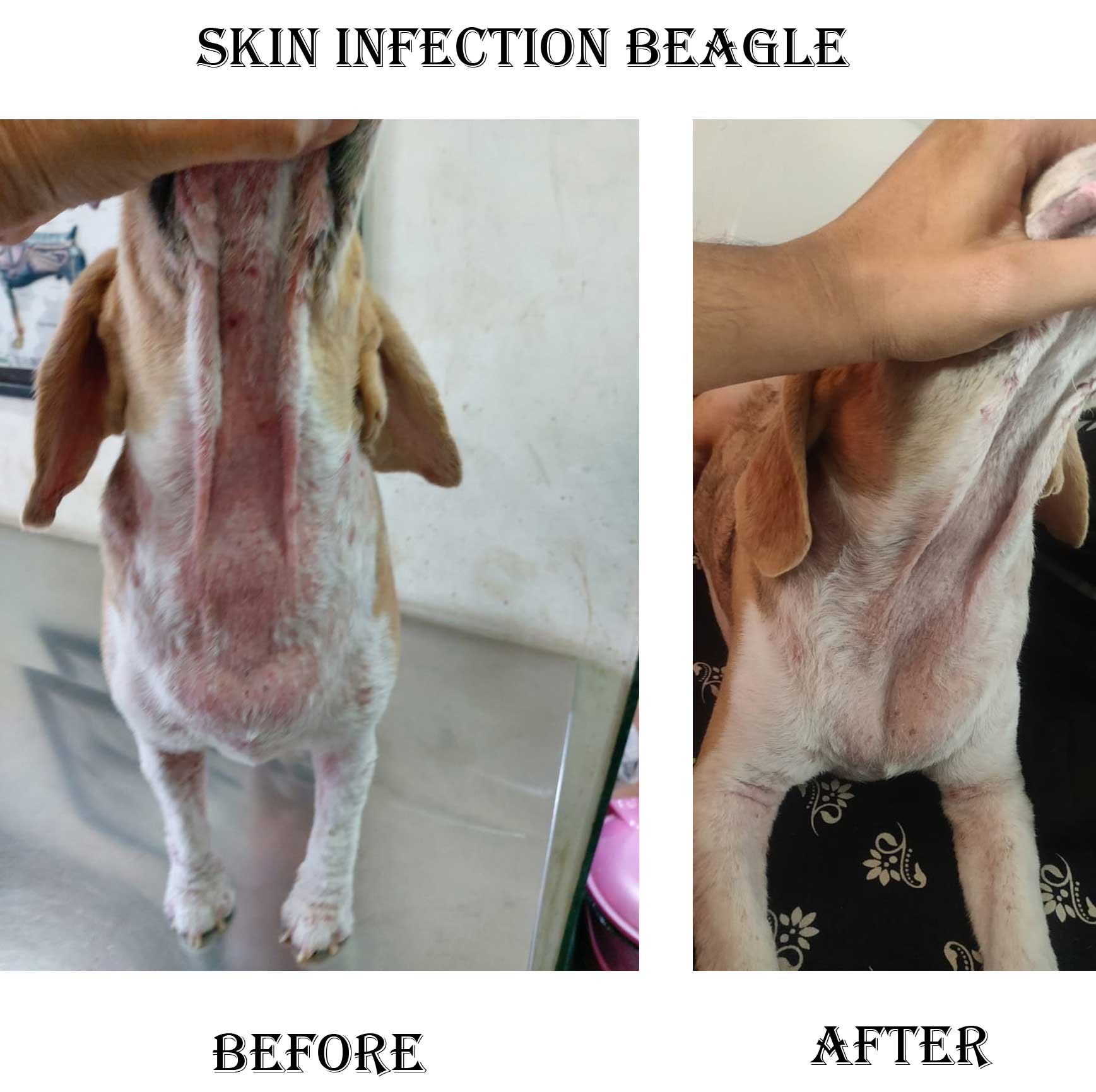 Dog Skin Infection Treatment