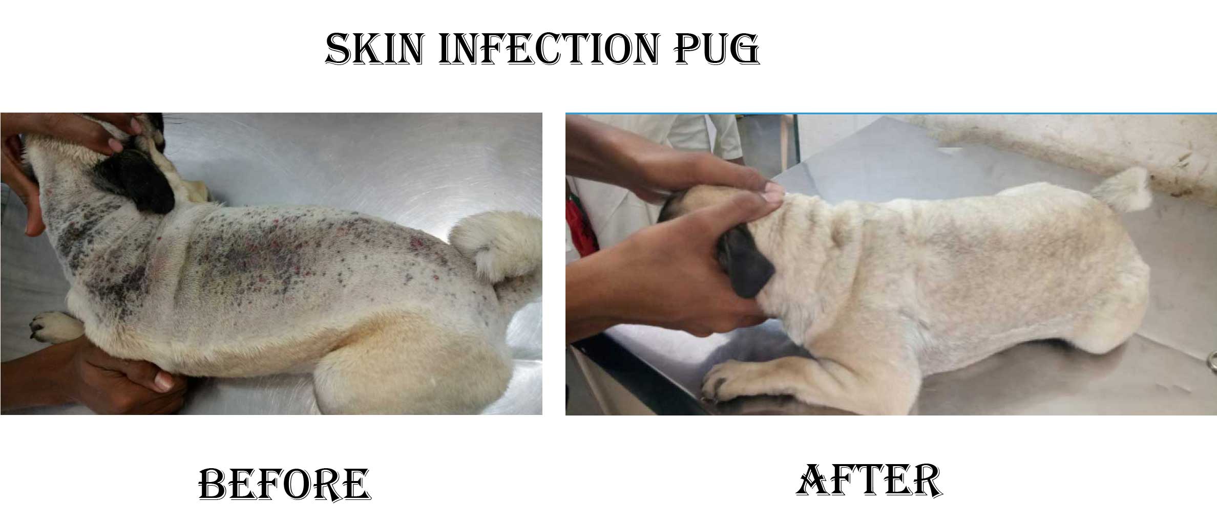 Dog Skin Infection Treatment
