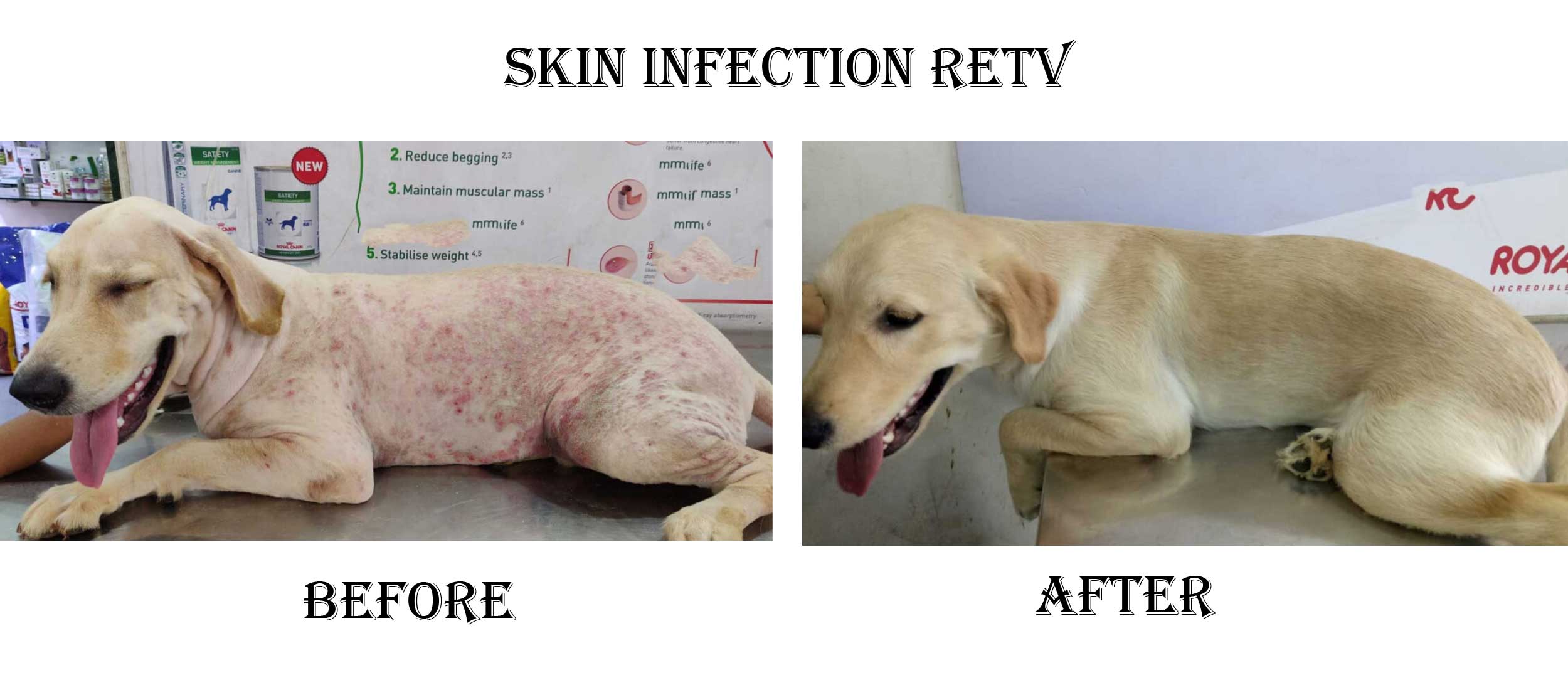 Dog Skin Infection Treatment